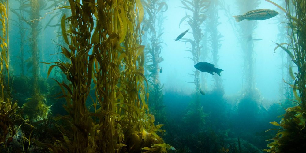 Kelp Reforestation Program - Orange County Coastkeeper