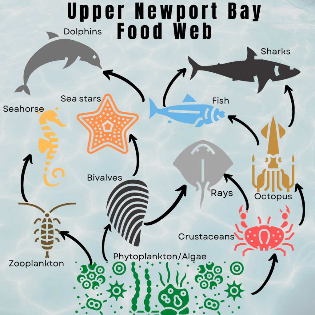 Upper-Newport-Bay-Food-Web - Orange County Coastkeeper